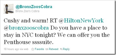 cobra_hilton_2